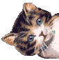 Katze3 Katze3