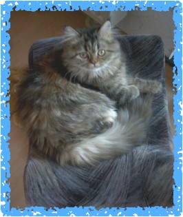 Kopie_von_shaphira Kopie_von_shaphira