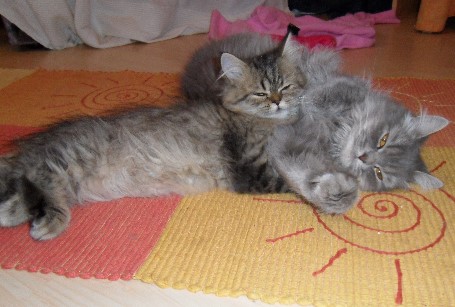 akilah_und_chirin akilah_und_chirin