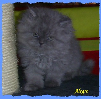alegro10 alegro10