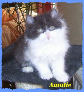 amatie11