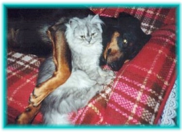 angel_hund angel_hund