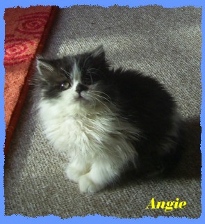 angie12 angie12