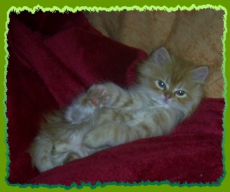 aron1 aron1