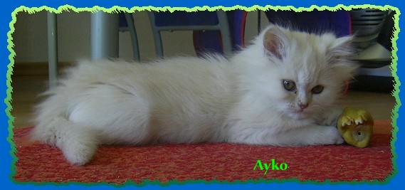 ayko ayko