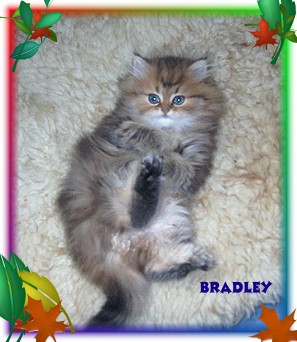 bradley14