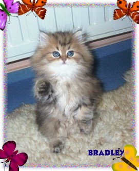 bradley17