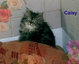 caisy1