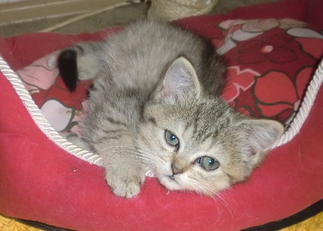 catty18 catty18