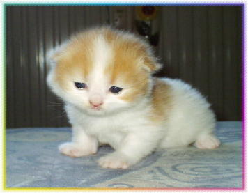 dandy2