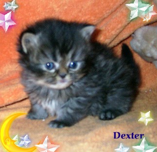 dexter1