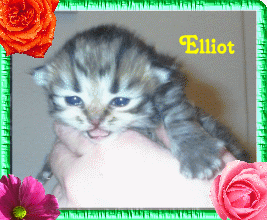 elliot2