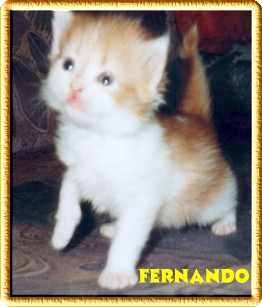 fernando2