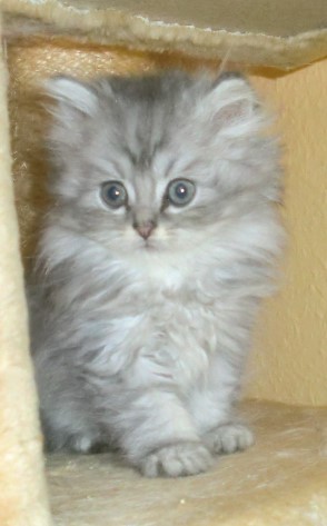 floyd14