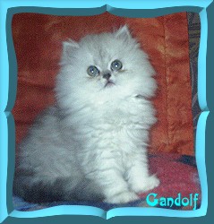 gandalf