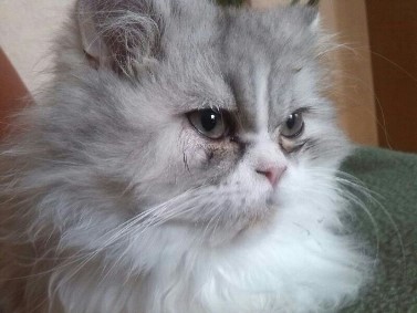 gismo gismo