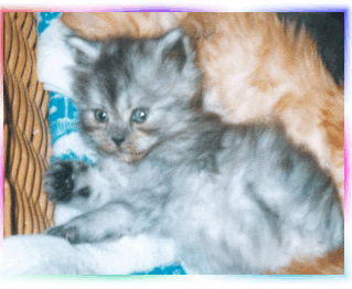 guntherklein guntherklein