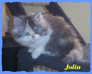 jolin8 jolin8