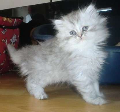 jully9 jully9