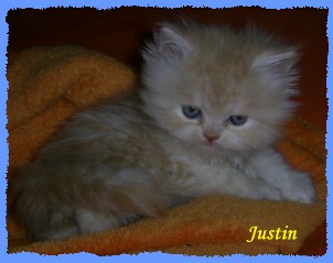 justin4 justin4