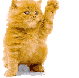 katze5 katze5