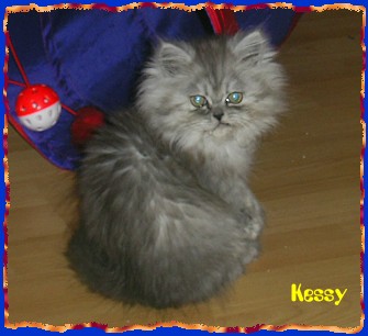kessy8