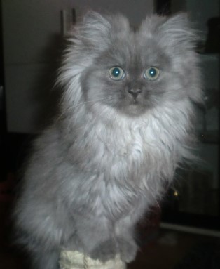 kitty9 kitty9