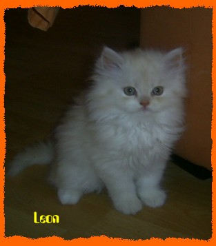 leon5 leon5