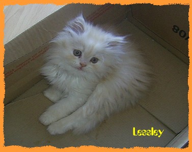 lessley4 lessley4