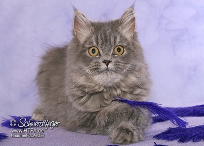 merlin1