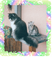 weissmann_treuen weissmann_treuen